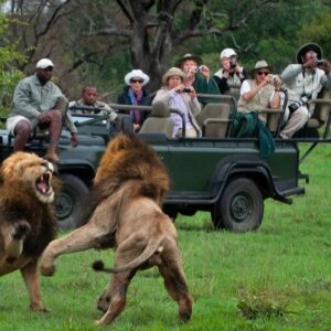 Zebras grazing in Kruger National Park’s golden savannah under a clear blue sky.