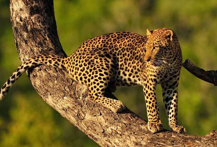 Wildlife, Wetlands & Wonder – Discover Maputo National Park