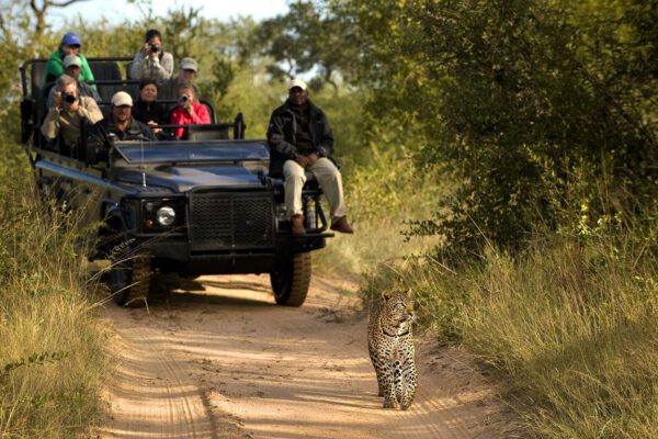 Leopard Safari