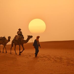 Morocco camels