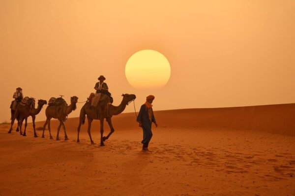 Morocco camels