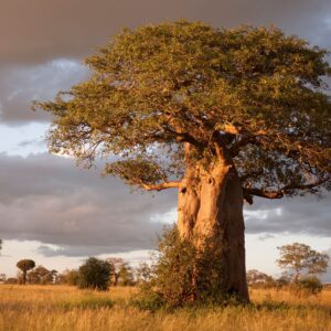 Baobab Tangier national park