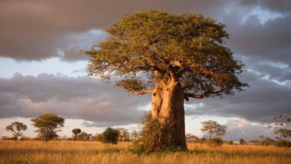 Baobab Tangier national park