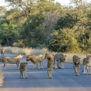 Mozambique, South Africa & Safari Experience – From Wilderness to Paradise